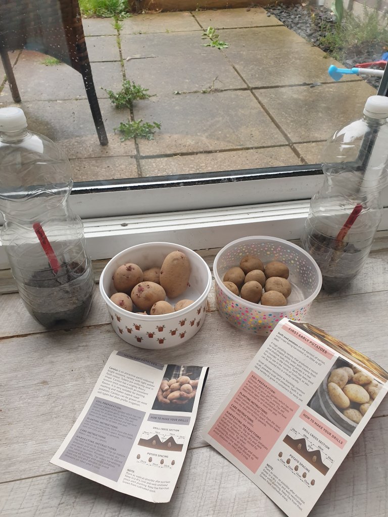 Next to a window, 2 plastic bottles reused to create a mini greenhouse flank 2 bowls of potato seeds. 