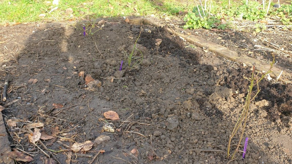 Our shadows cast over a small patch of dirt and barely visible are 3 dormant blueberry shrubs and their purple popsicle stick markers. 
