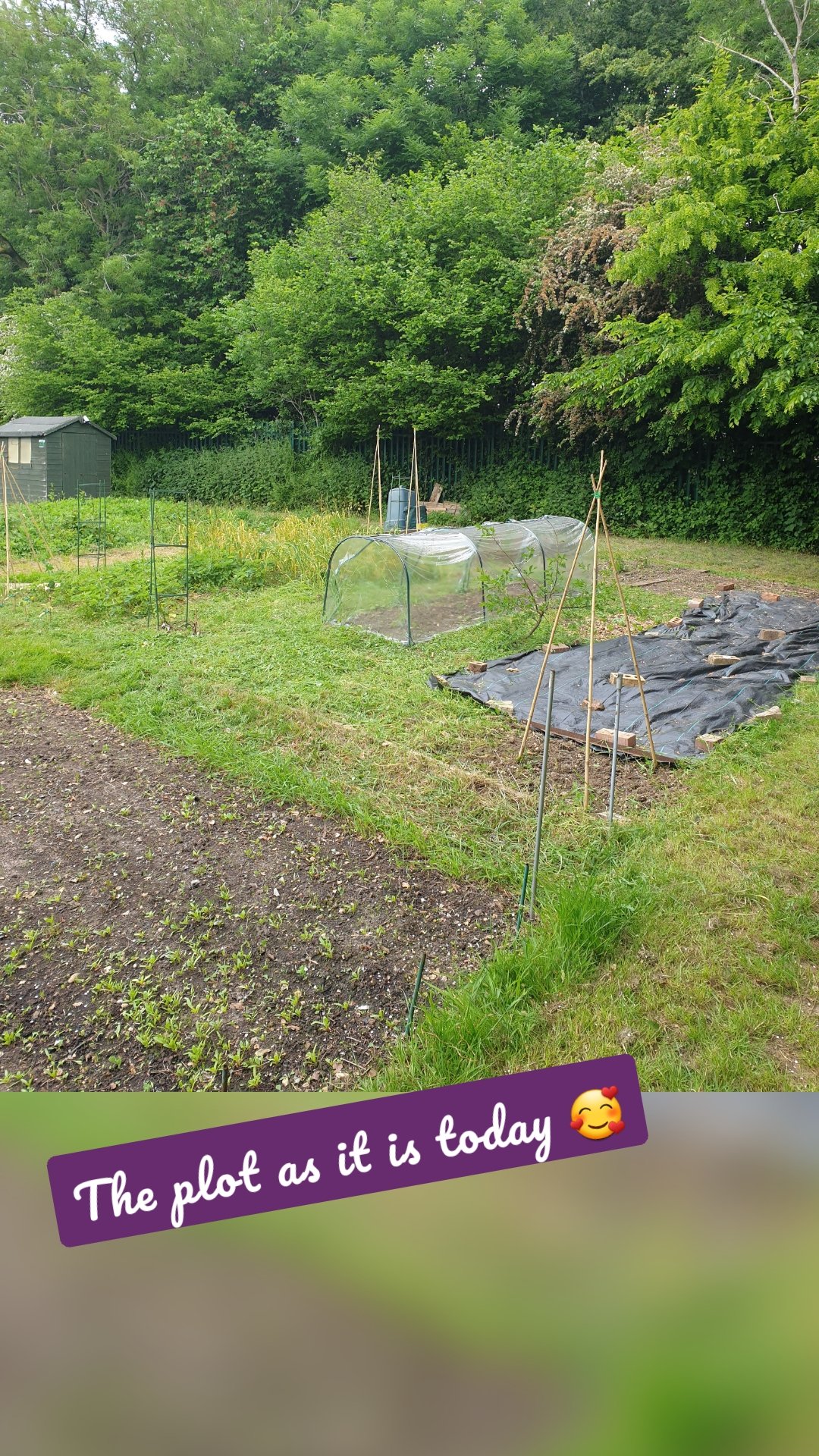 The plot as it is today 🥰